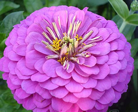 zinnia tudor|rare zinnia seeds for sale.